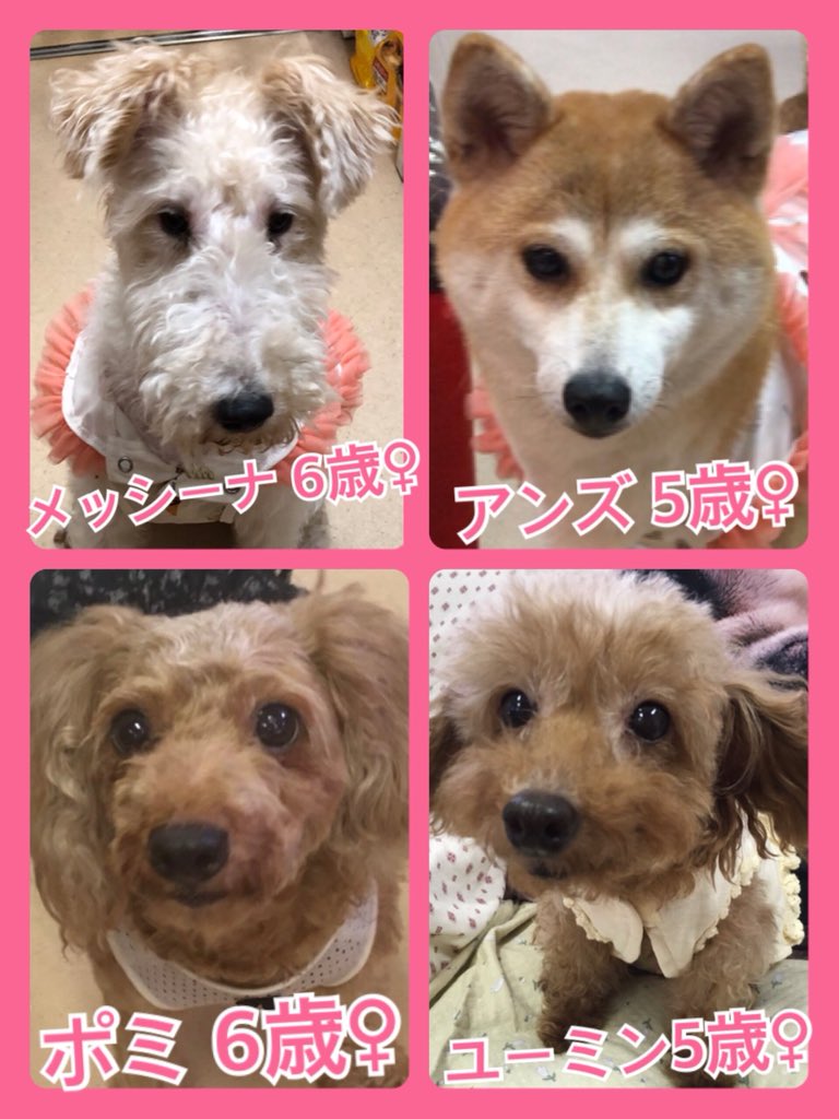 🐾今日の里親様募集中ワンコ🐶メンバーです🐾2019,7,18